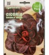 Semi di Cicoria Grumolo Rossa - Sgaravatti