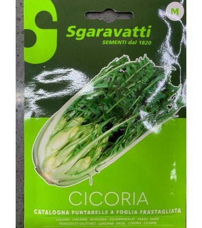 Semi di Cicoria Catalogna Puntarelle a Foglia Frastagliata - Sgaravatti