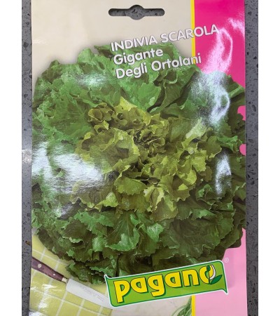 Semi di Indivia Scarola Gigante degli Ortolani - Pagano