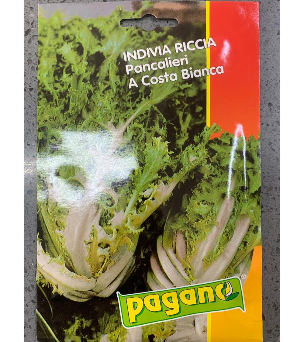 Semi di Indivia Riccia Pancalieri a Costa Bianca - Pagano