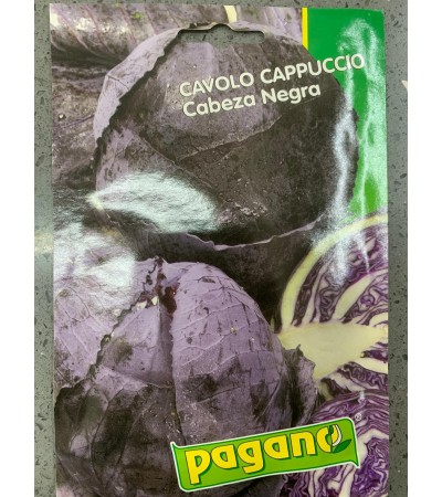 Semi di Cavolo Cappuccio Cabeza Negra - Pagano