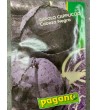 Semi di Cavolo Cappuccio Cabeza Negra - Pagano