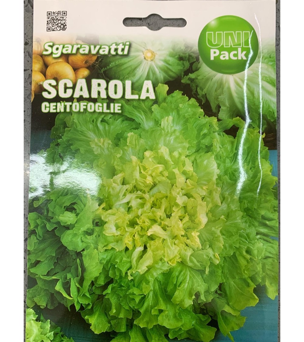 Semi di Scarola Centofoglie - Sgaravatti