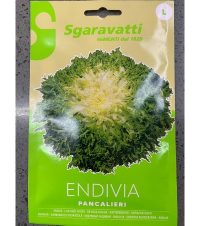 Semi di Endiva Pancalieri - Sgaravatti