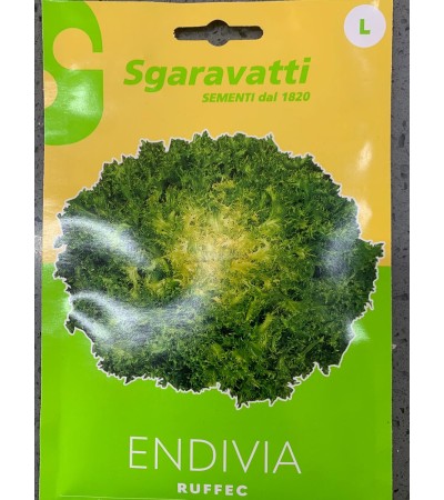 Semi di Endiva Ruffec - Sgaravatti